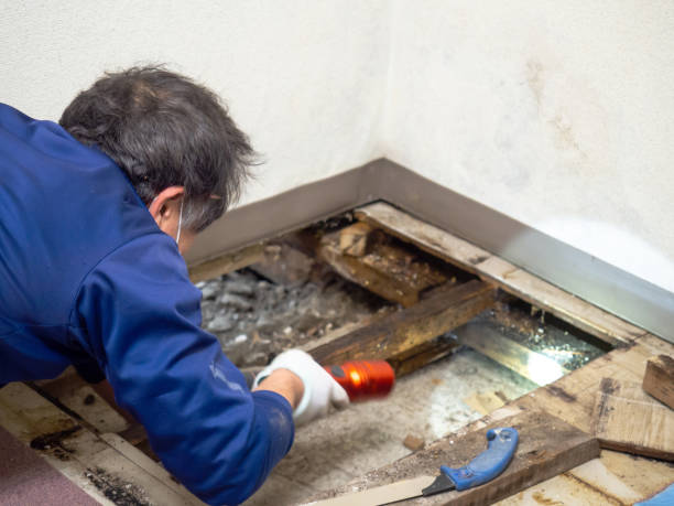 Best Emergency Mold Remediation in Copperas Cove, TX