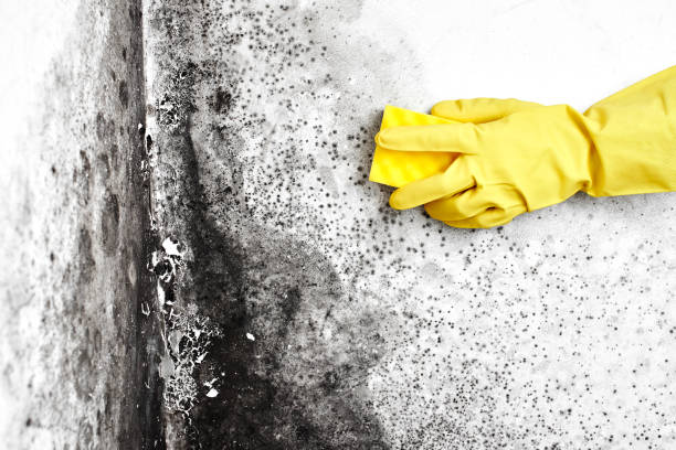 Best Residential Mold Remediation in Copperas Cove, TX