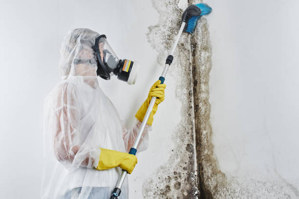 Best White Mold Remediation in Copperas Cove, TX