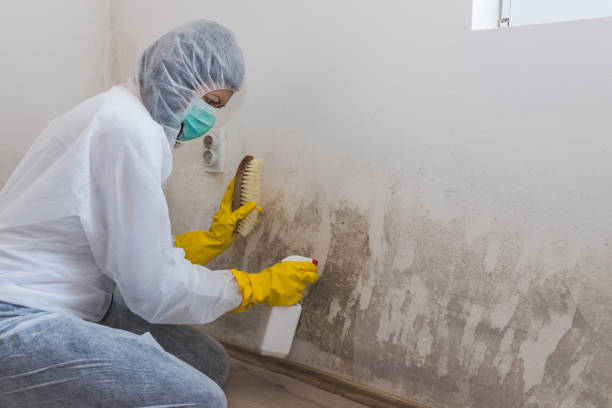 Best Kitchen Mold Remediation in Copperas Cove, TX