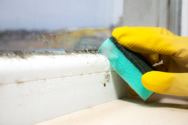 Professional Mold Remediation in Copperas Cove, TX