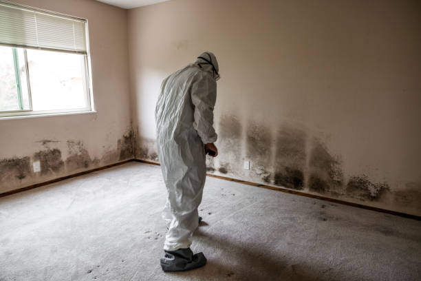 Best Commercial Mold Remediation in Copperas Cove, TX