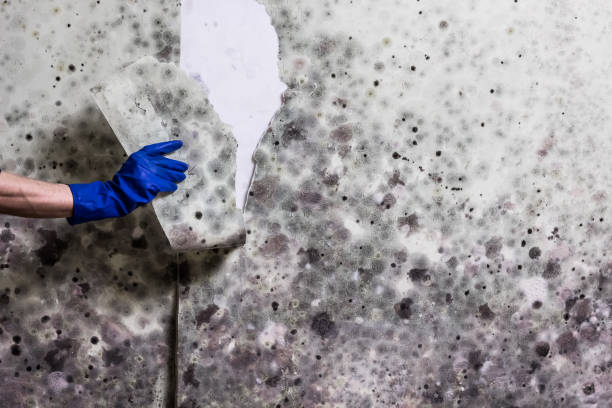 Best Industrial Mold Remediation in Copperas Cove, TX