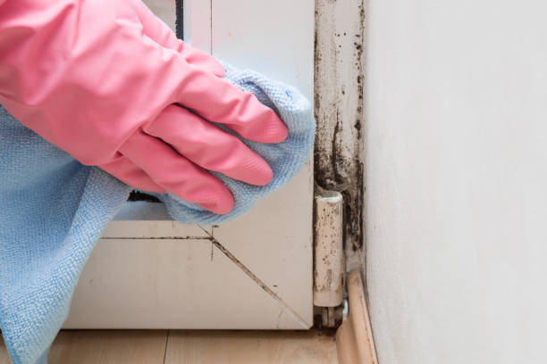 Best Health and Safety Mold Remediation in Copperas Cove, TX