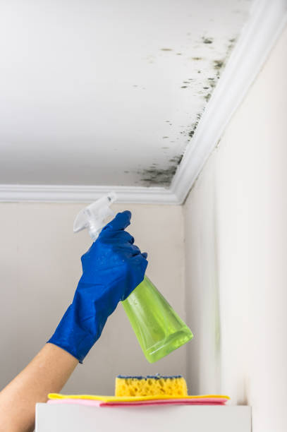 Best HVAC Mold Remediation in Copperas Cove, TX